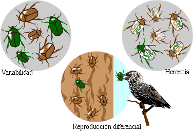 The components of natural selection: variation, differential reproduction, and heredity