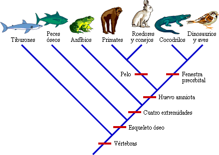 Cladogram of select vertebrates showing 	 where certain 	 characters appear
