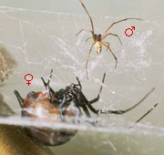Redback spiders courting