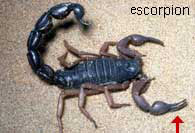Scorpion pincers