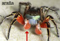 Spider mating appendages