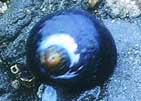 The Black turban snail, Tegula