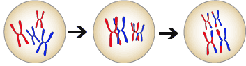 diagram showing chromosome recombination