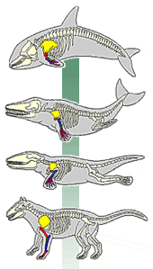 Transitional forms in whale evolution