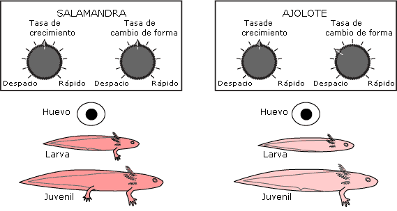 Different timing in development of salamander and 	 axolotl