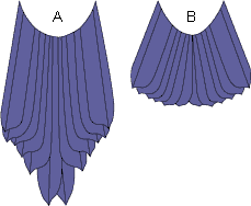 Variation in Bird of Paradise tails