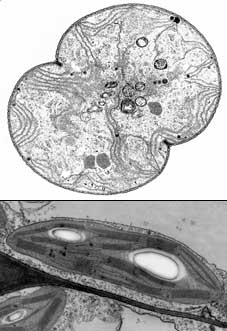 Chloroplasts may
			have evolved from cyanobacteria