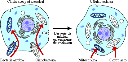 Hypothesized origin of
			mitochondria and chloroplasts