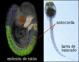 Mouse embryo and tunicate notochords