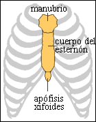 The human sternum has three segments