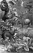 Mammals of the Borneo forest