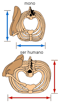 Monkey/human chest comparison