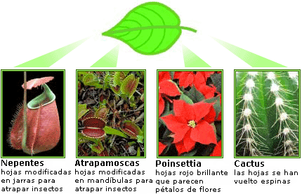 homologous leaves