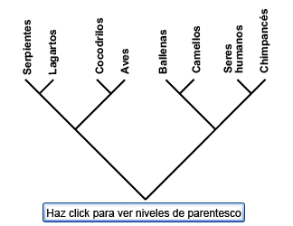 cladogram illustration showing nested hierarchies