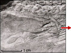 fossil snake hindlimb