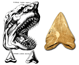 Nicholas Steno's anatomical drawing of an extant shark and a fossil shark tooth