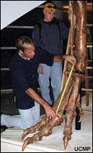 John Hutchinson takes measurements on T. rex