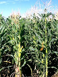 Field of domestic corn